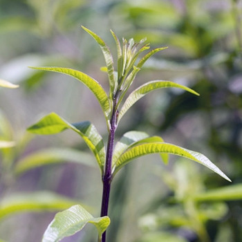 Lemon Verbena Essential Oil Organic - Aloysia Citriodora