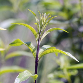 Lemon Verbena essential oil and leaves on the wooden board