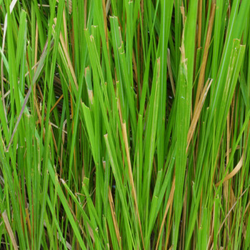 Vetiver, Haiti - Organic