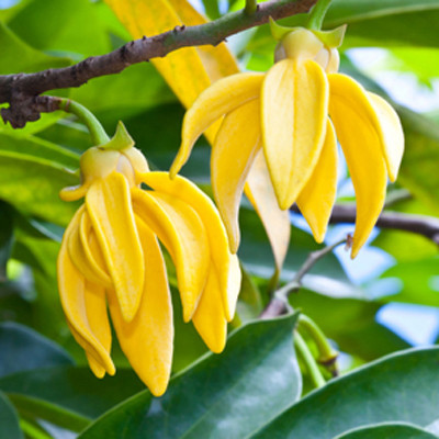 Ylang Ylang - Cananga odorata