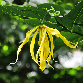 Ylang Ylang - Cananga odorata