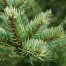 Abies - Abies balsameam, Courtesy of Jeanne Rose