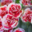 Carnation - Dianthus caryophyllus