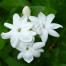 Jasmine - Jasminum sambac
