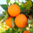Orange - Citrus sinensis