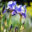 Orris Root - Iris pallida