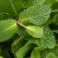 Spearmint - Mentha spicata