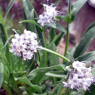 Organic Spikenard Essential OIl