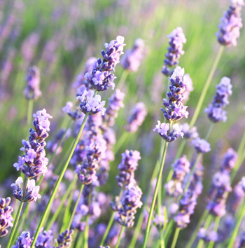 Organic Lavender Essential Oil - 'Grosso' Roll-on - 10ml