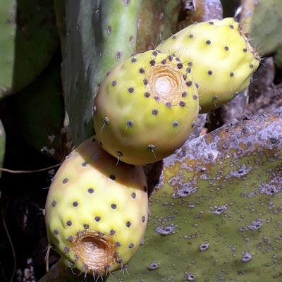Organic Prickly Pear Seed Carrier Oil