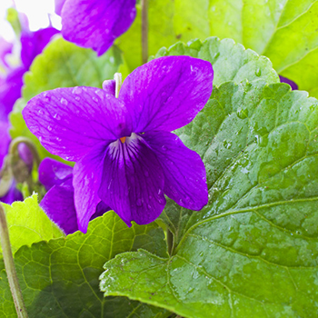Violet Leaf Absolute - 10% Dilution for Natural Perfumery