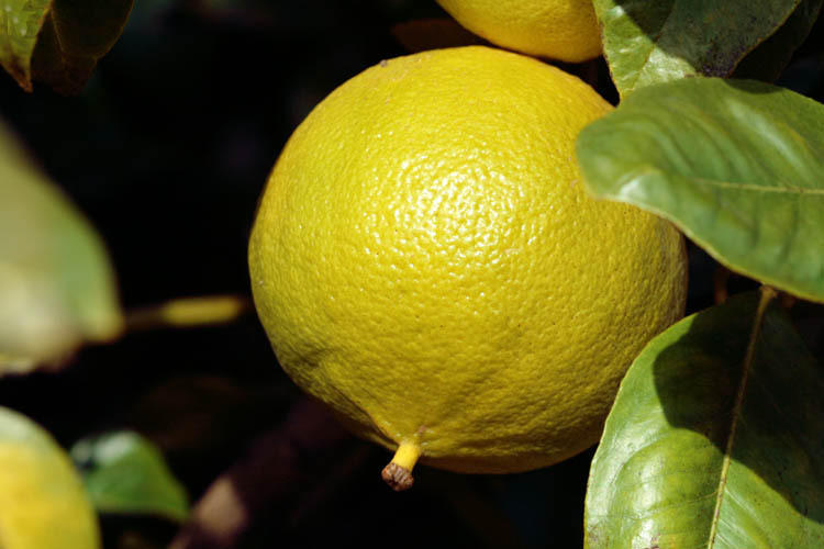 Bergamot 