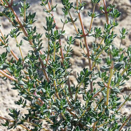 Other Essential Oils Companies Blue Tansy Essential Oil (% Pure, Undiluted Therapeutic/Best Grade) High Quality Premium Aromatherapy Oils by Edens Garden- 5 ml.