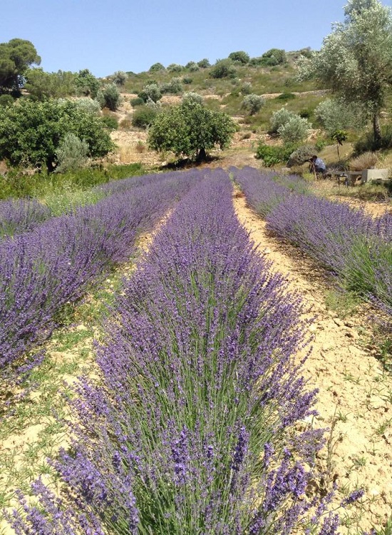 Lavender Farm 3