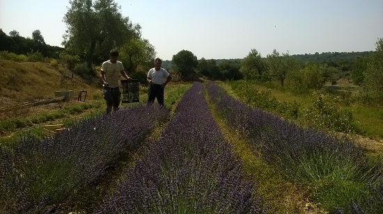 Lavender Farmers 1