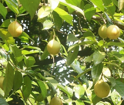 Nutmeg tree