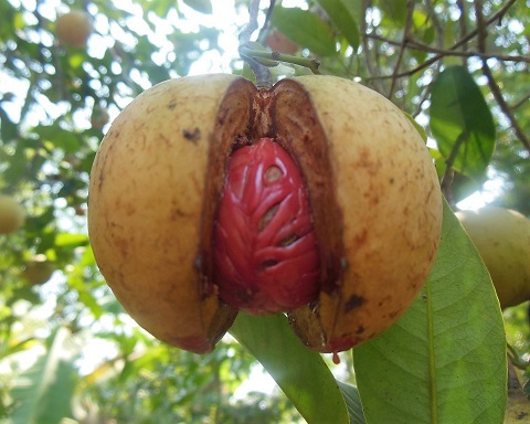 Nutmeg on tree